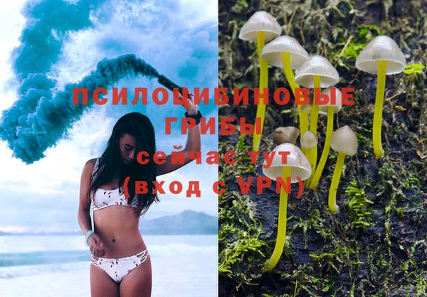 стаф Алзамай